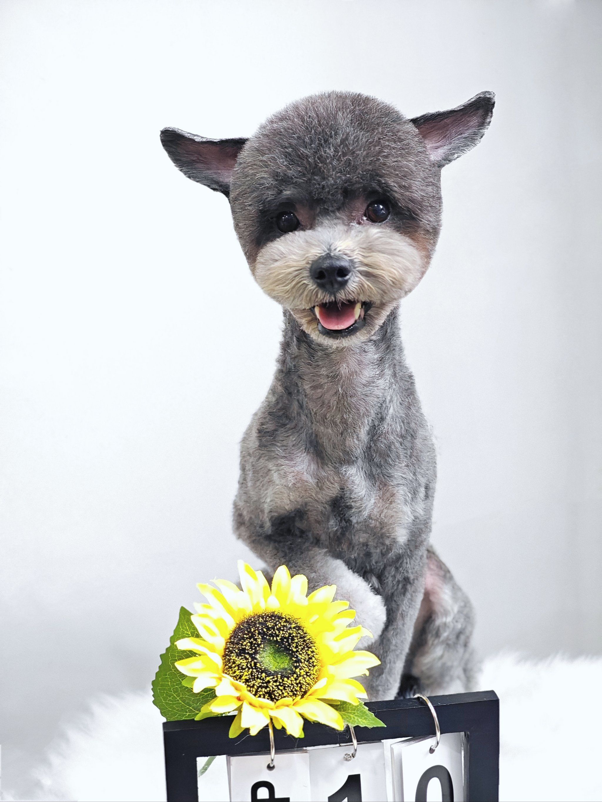 宠物造型的艺术感