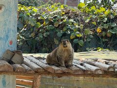 -泉州海丝野生动物世界