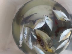 -小猫钓鱼海钓俱乐部(椰梦长廊店)