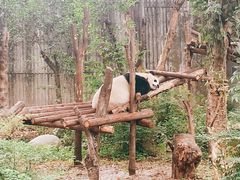 -成都大熊猫繁育研究基地