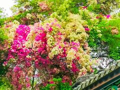 -深圳国际园林花卉博览园