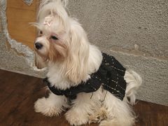 -小狗上班·狗咖·猫咖·小奶狗·摄影(南山店)