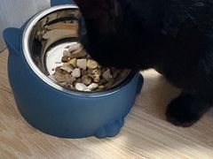 -米苏动物医院·犬猫专科·骨科外科内窥镜