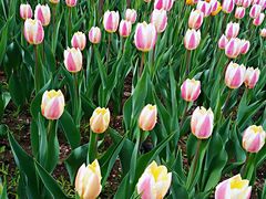 -长春公园(普阳街道)