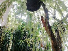 -Fern Forest Cafe
