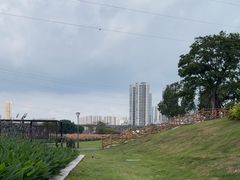 -大亚湾红树林城市湿地公园