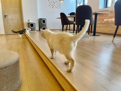 -猫腻·猫咖·撸猫馆(星光大道店)