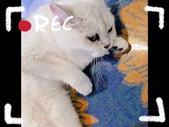 -平行世界·猫咖(首经贸店)
