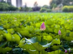 -保定东湖公园(莲池区)