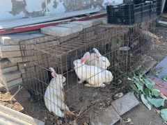 -大自然农场蔬菜草莓采摘园
