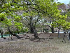 -奈良公园