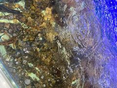 -大锅强·蒸海鲜青岛菜(吾悦广场店)