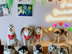 -Husky Go! 哈士奇体验馆·宠物咖啡厅狗咖