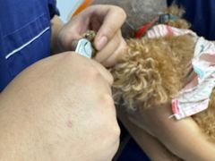 -宠物星动物医院·眼科·异宠·猫科(江南大道总院)