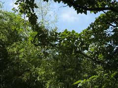 -老张烤羊(王哥庄店)