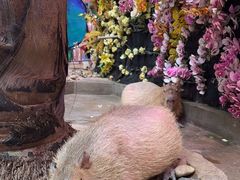 -正佳雨林生态植物园