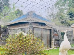 -都江堰玫瑰花溪谷