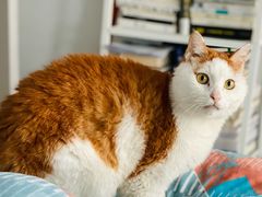 -北京赛佳动物医院