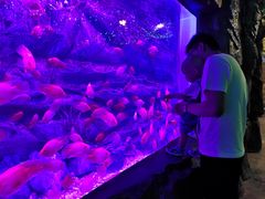 -芜湖新华联大白鲸海洋公园