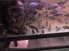 -中环花鸟鱼虫市场