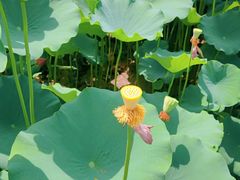 -莲花池公园