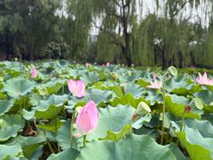 -莲花池公园