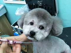 -宠伴小精灵宠物店(鼓楼店)