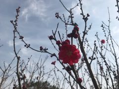 -上海市龙华烈士陵园