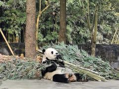 -都江堰中华大熊猫苑