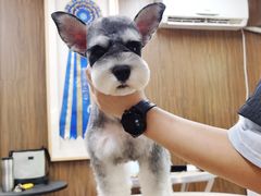 -鑫艺宠物美容培训学校