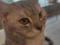 -猫儿山۰猫主题餐厅