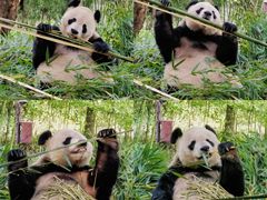 -都江堰中华大熊猫苑
