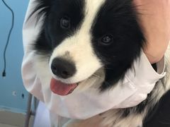 -瑞派福兴宠物医院犬猫全科·骨科·中西医结合(河东店)