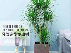 -爱尚幸福鲜花(上地实体店)