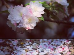 -海棠花溪(元大都城垣遗址公园)