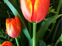 -静岸花卉园艺(三星坊店)