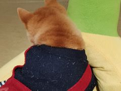-逗柴咖啡屋·狗咖猫咖宠物桌游