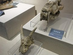 -安徽省地质博物馆