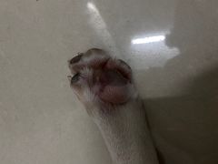 -瑞派动物医院·猫专科·至诚(江南中分院)