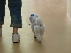 -初心动物医院