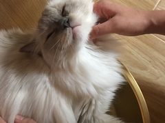-猫和宫(六道口店)