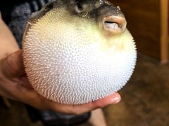 -天正河鲀·河豚亭(大连店)