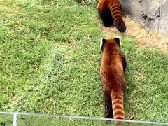 -武汉动物园