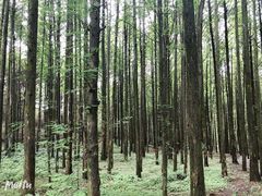 -山王坪喀斯特国家生态公园