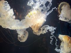 -鹿儿岛水族馆