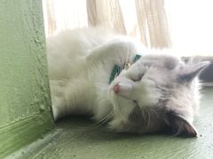 -猫猫幼稚园·撸猫·桌游·电玩