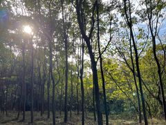 -紫金山山顶公园