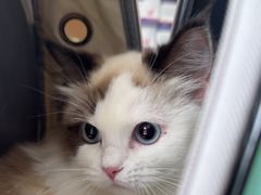 -宠颐生宠物医院·心肾内科·猫专科诊疗中心宠巢店