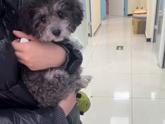 -全心全意连锁动物医院·微创中心·内科急重症·心脏专科(丰管路店)