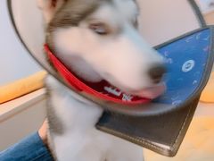 -Husky Go! 哈士奇体验馆·宠物咖啡厅狗咖